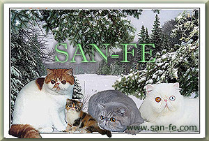 San-fe cattery